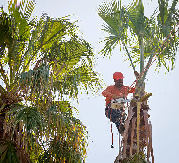 How Our Tree Care Process Works  in  Harrisburg, NC